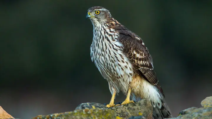 Northern Goshawk