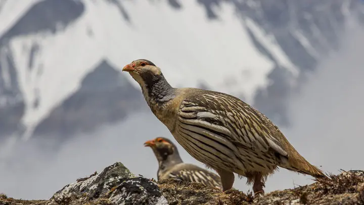 Tibetan Snowcock