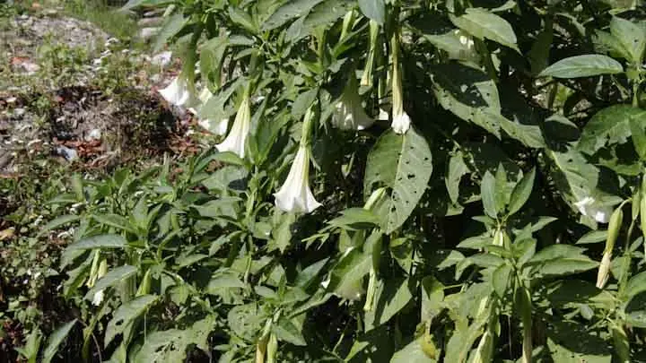 Angel’S Trumpet