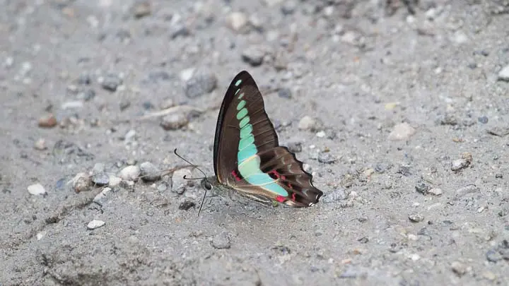 Common Bluebottle