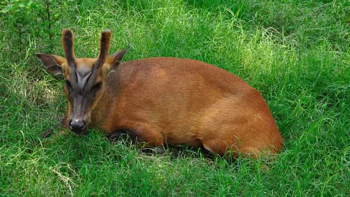 Barking Deer