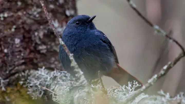 Plumbeous Water Redstart