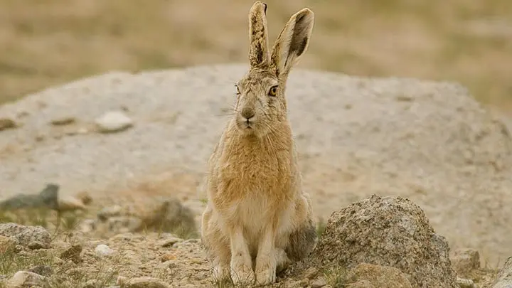 Wooly Hare