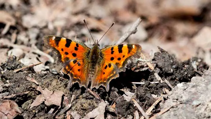 Nepal Comma