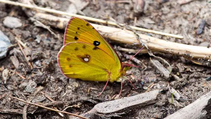 Dark Clouded Yellow