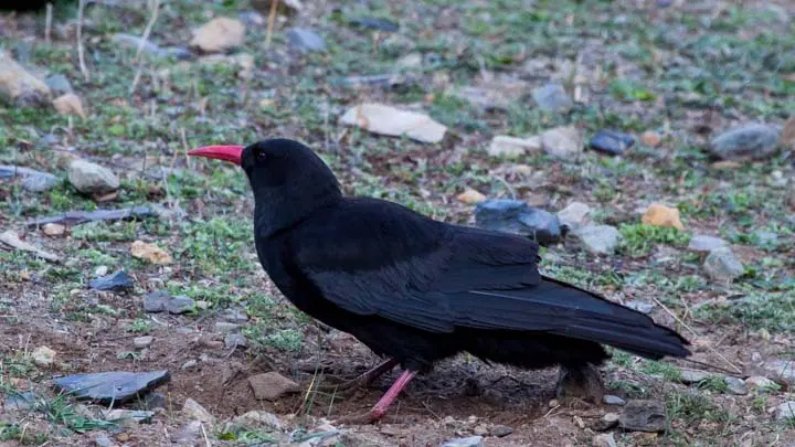 Red Billed Chough
