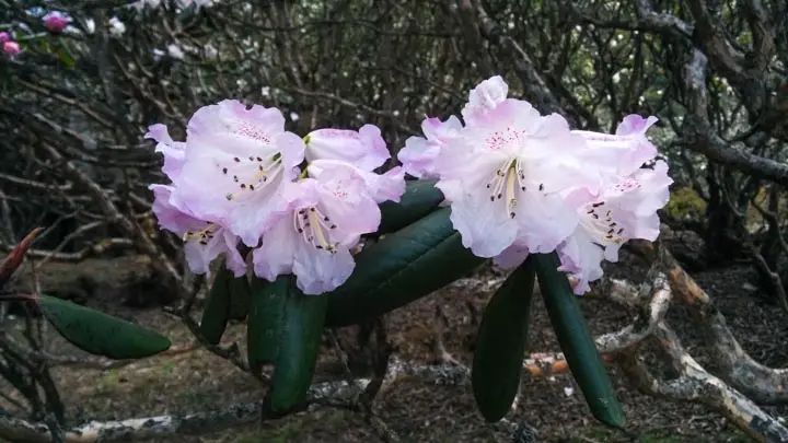Bell Rhododendron
