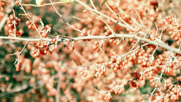 Autumn Olive