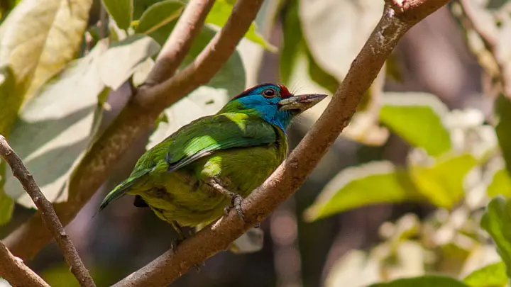 Blue Throated Barbet