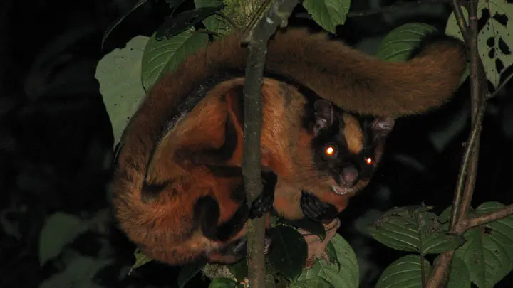 Spotted Giant Flying Squirrel