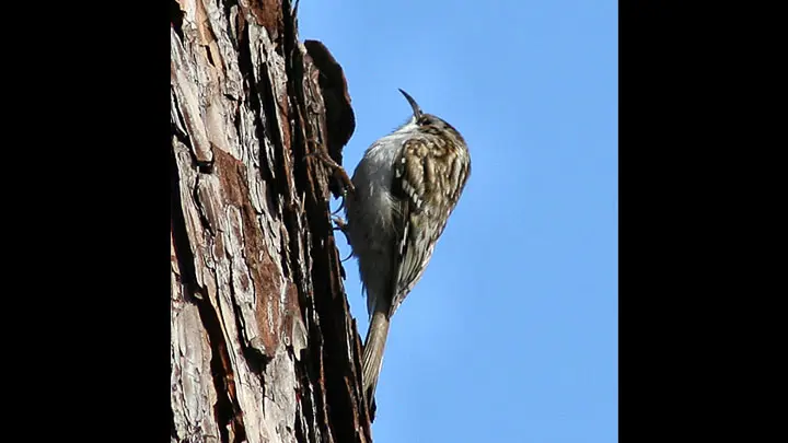 Common Treecreeper