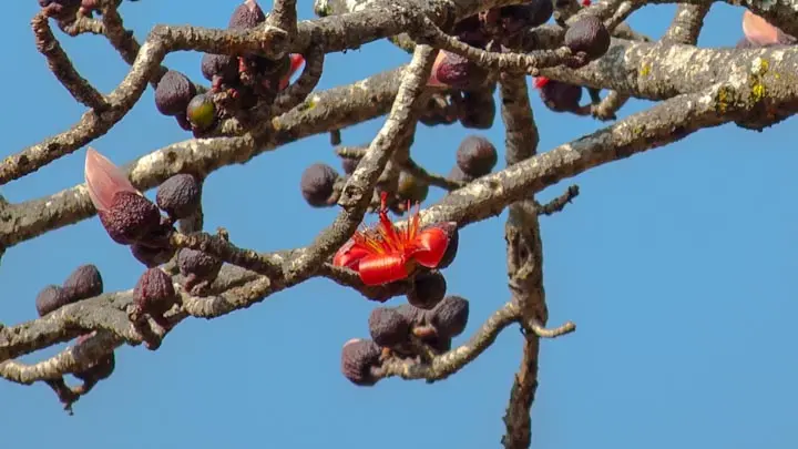 Silk Cotton Tree