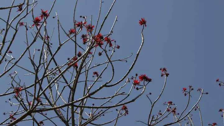 Coral Tree