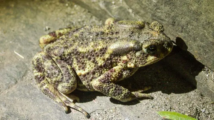 Asian Toad