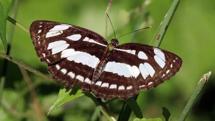 Common Sailer