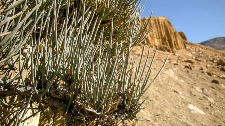 Shrubby Horsetail