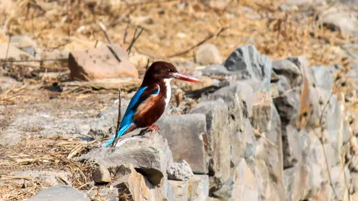 White Breasted Kingfisher