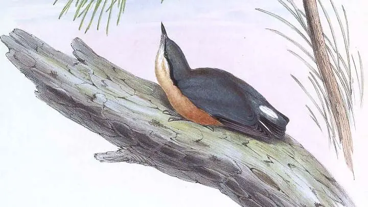 White Tailed Nuthatch