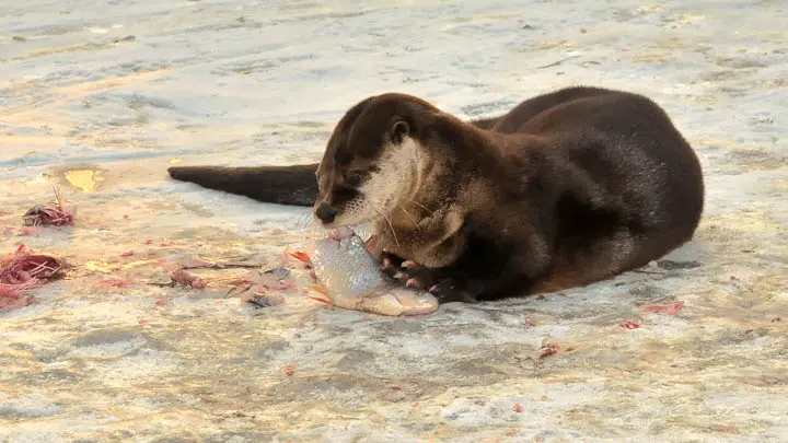 Common Otter