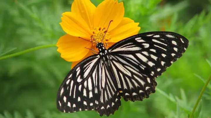 Common Mime