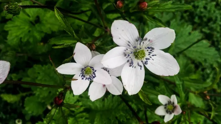 River Anemone