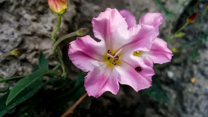 Field Bindweed