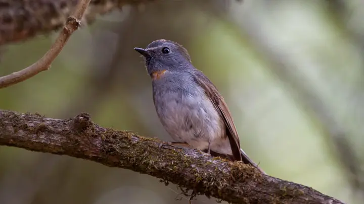 Rufous Gorgeted Flycatcher