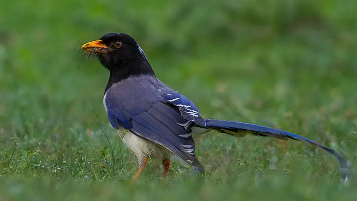 Yellow Billed Blue Magpie