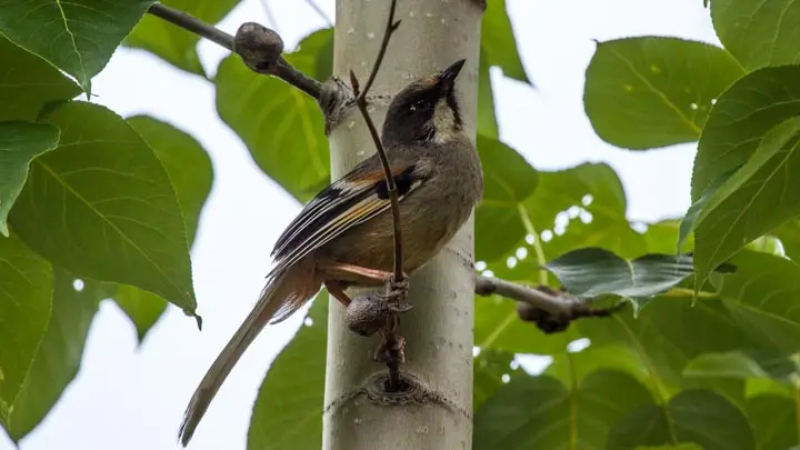 Variegated Laughingthrush