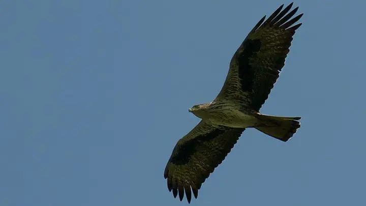 Bonelli’S Eagle