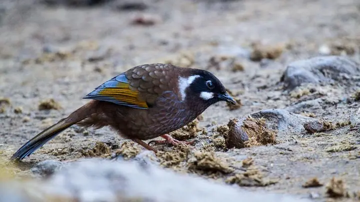 Black Faced Laughingthrush