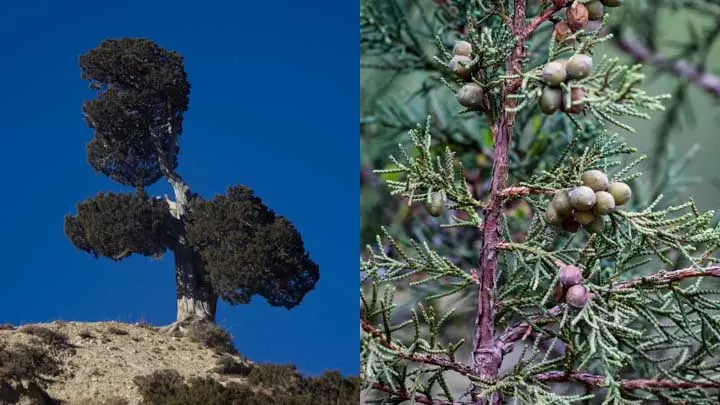 Black Juniper