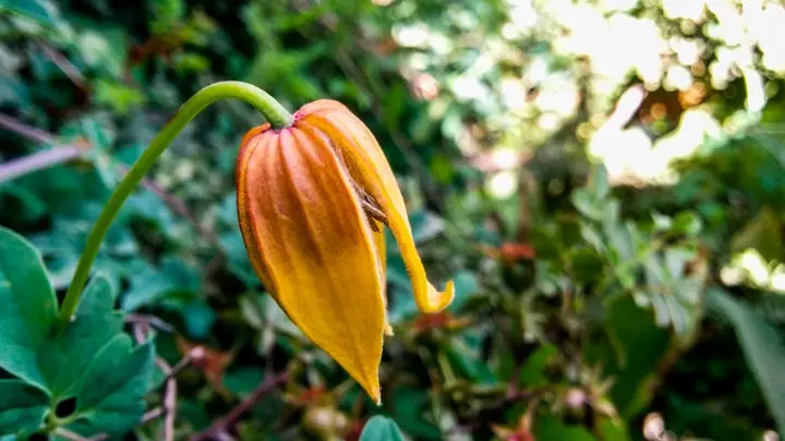 Tibetan Clematis