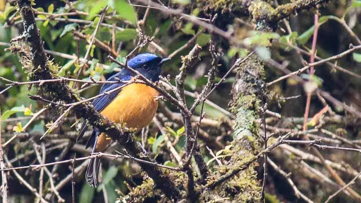 Rufous Bellied Niltava