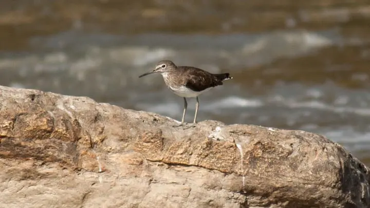 Green Sandpiper