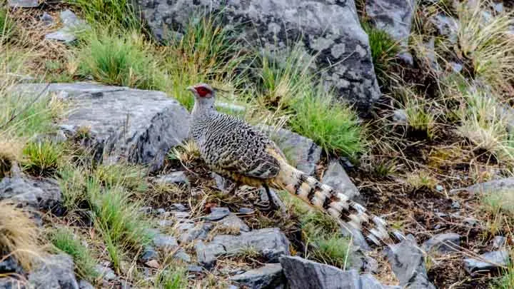 Cheer Pheasant