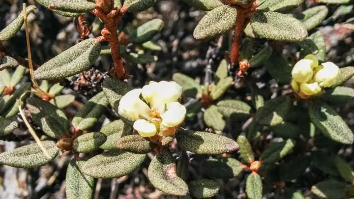 Dwarf Rhododendron