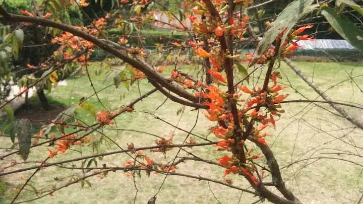 Fire Flame Bush