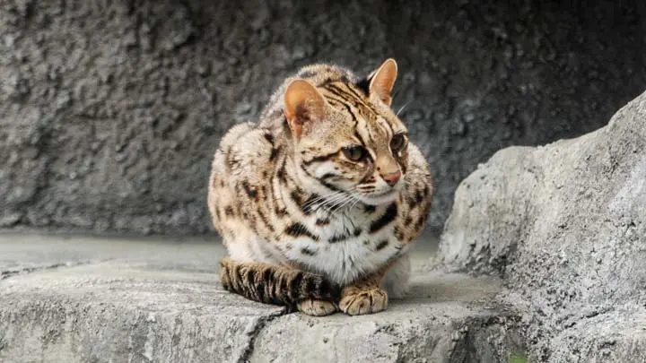 Leopard Cat