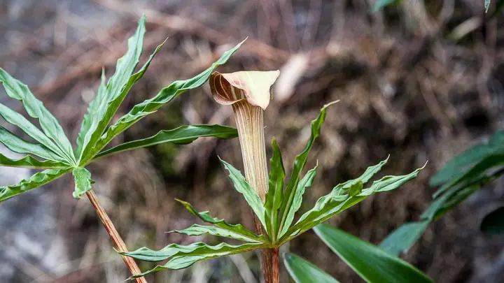 Cobra Lily