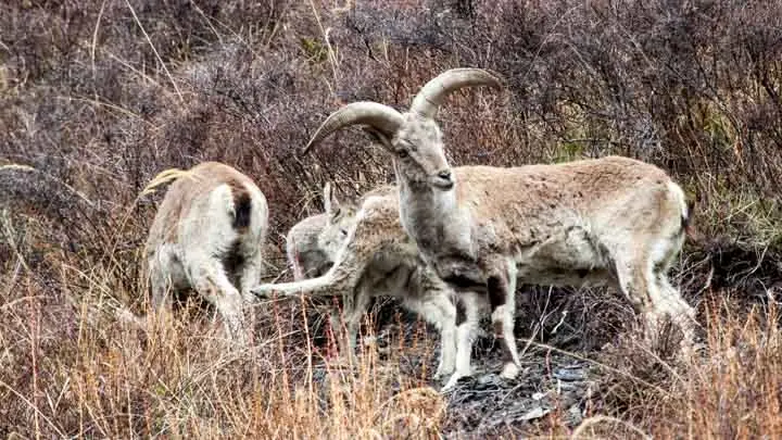 Blue Sheep