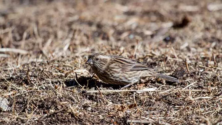White Browed Rosefinch