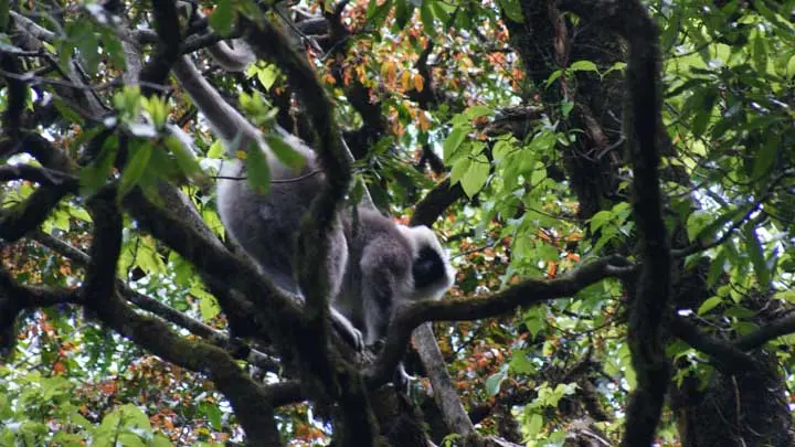 Nepal Gray Langur