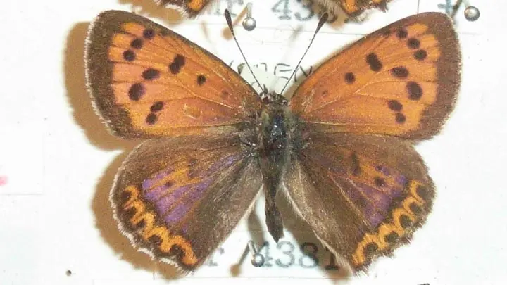 White Banded Copper