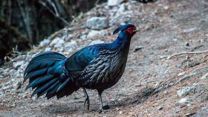Kalij Pheasant
