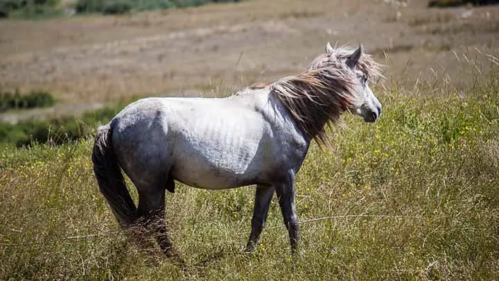 Horses