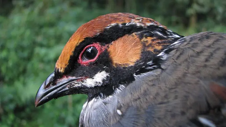 Hill Partridge