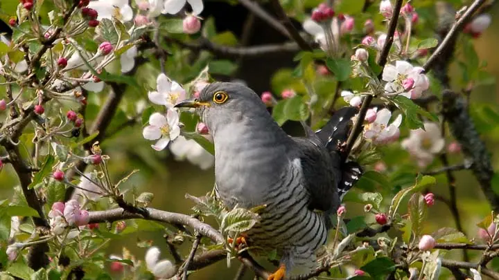 Eurasian Cuckoo