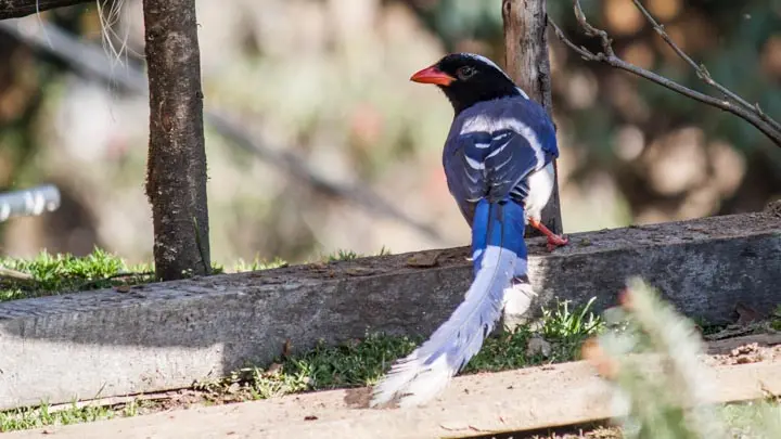 Red Billed Blue Magpie