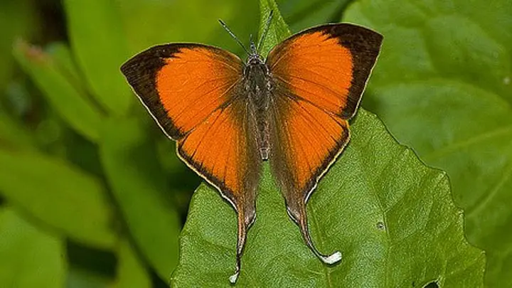 Yamfly